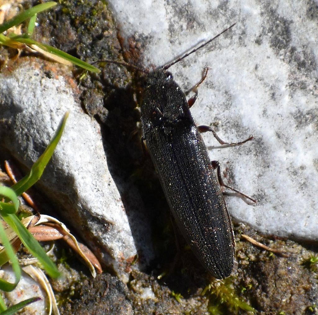 Elateridae: Melanotus sp.